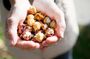 Savor Bar Harbor Culinary Walking Tour in Maine