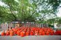 15 Days Buddhist Tour In India and Nepal With a Visit To Taj Mahal