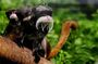 Cusco Biodiversity of Manu National Park 3 days 2 nigths