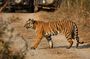 Chitwan jungle safari with canoe river ride
