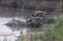 1 Day Lake Mburo Wildlife Safari