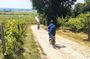 E-bike trip : From Bordeaux to Saint-Emilion with picnic lunch