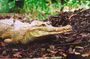 Sarawak Jong Crocodile Farm Educational Tour from Kuching