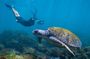 Snorkel with Turtles Gold Coast