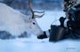 Reindeer Feeding and Sami Culture Experience