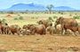 Day tour Tsavo East park from Diani
