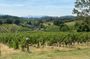Private Visit to Two Wineries and Montecarlo Village in Lucca