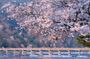 Kyoto Arashiyama A Tour of Sacred Temples and Hidden Sanctuaries