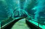 Tour Privado - Boulevard Olimpico + Aquario