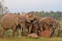 Aberdare National Park Day Excursion from Nairobi