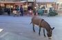 Oatman Mining Camp & Burros: Historic Route 66 Tour from Laughlin