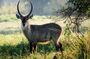 4 Days of Wildlife Experience