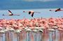 Private Day Tour to Lake Baringo from Nairobi