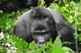 3-days Gorilla trekking and Batwa community visit