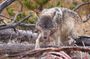 Private, Bespoke Yellowstone Summer Wildlife Photo Safaris