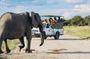Safari in Etosha national park with professional tour guides born in Etosha.