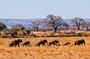 1 Day: Unforgettable Tarangire