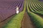 The Lavender country - Private tour with a local guide