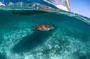 Half Day Tour: Turtles Encounter in Akumal Beach