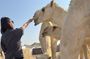 Luxury and Value Kuwait City and Desert Discovery Tour