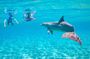 Dolphin House Snorkeling Adventure with Lunch in Hurghada