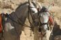 Full Day tour to Jericho and Dead Sea from Tel Aviv -small groups