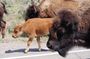 Yellowstone Grand Tour: See All Yellowstone In One Day