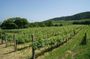 Guimaraes Wine Tasting Tour