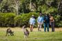 Kangaroos and Koala Experience Tour