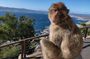 Gibraltar Sightseeing: Sunset Panoramic and Monkey Tour