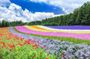 Bus Tour to Farm Tomita from Sapporo