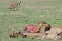 Day trip to Ngorongoro crater
