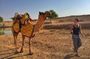 Full-Day Small-Group Camel Safari In Jaisalmer