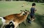 Best of Nara in Full Day Todaiji, Deer Park &Buddha Private Tour