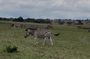 Private Harare City Tour: Wildlife, Art & Iconic Landmarks