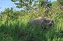 Minneriya National Park Jeep Safari