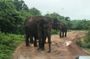 Yala and Udawalawe Safari Tours in Sri Lanka
