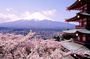 Mt Fuji and Izu Deep View 2 Day Tour from Tokyo