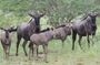 Half day Safari at Kissama Park