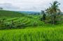 Jatiluwih Rice Terrace - World Culture Heritage from UNESCO Tour