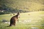 3-Day Kangaroo Island Adventure Tour