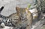 Wilpattu National Park | Private Safari