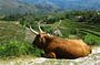 Gerês Private Tour (All Inclusive)