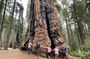 Transformative Sequoia Day Hike