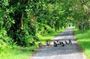 From Phu Quoc: City Tour Full Day Northern Phu Quoc Adventure
