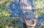 Visit to the Everglades in French