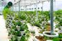 2-Hour Farm Experience in Gateway Yarra Valley