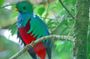 Monteverde Cloud Forest / Wildlife Tour / Local Naturalist