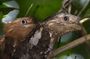 Kerala Bird Watching Tour