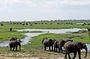 Hwange Safari Day Trip from Victoria Falls